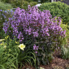 Penstemon 'Midnight Masquerade' | Penstemon