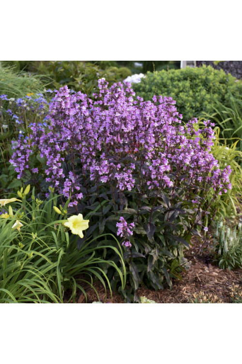 Penstemon 'Midnight Masquerade' | Penstemon
