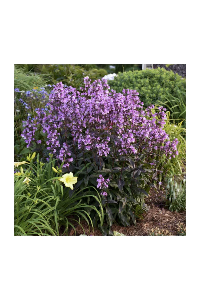 Penstemon 'Midnight Masquerade' | Penstemon