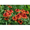 Jeżówka 'Carrot Cake' | Echinacea