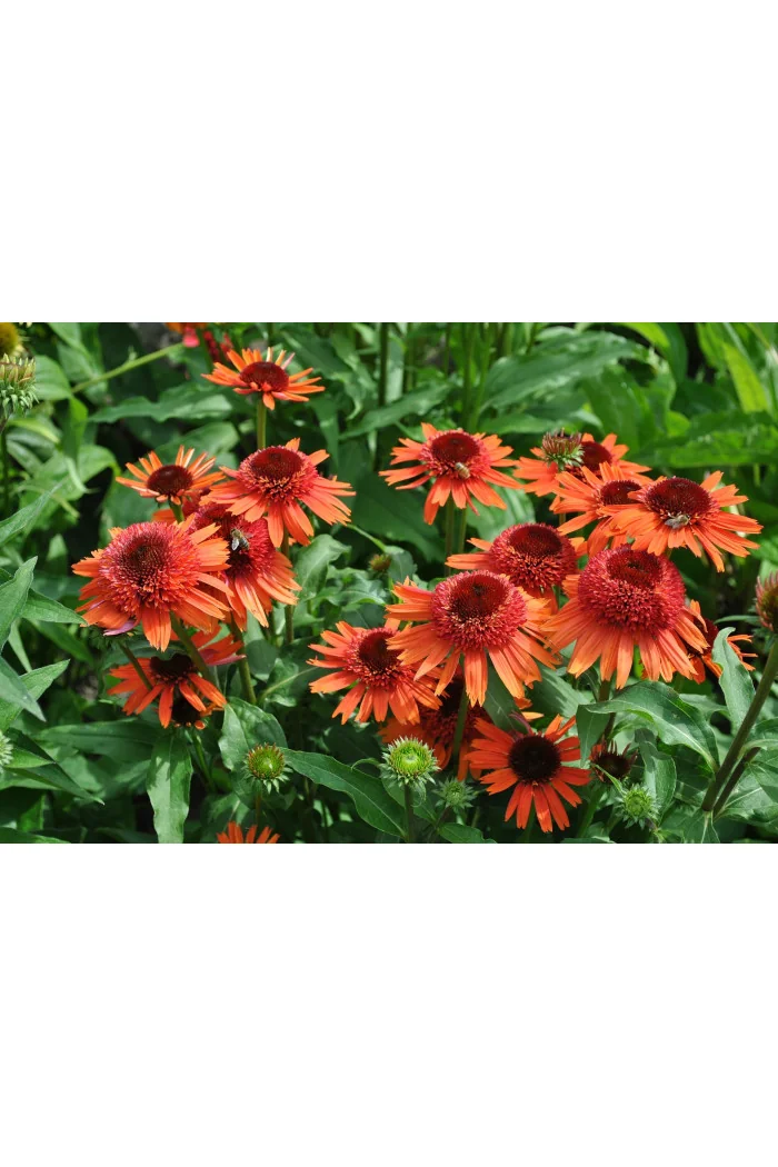 Jeżówka 'Carrot Cake' | Echinacea