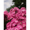 Floks 'wiechowaty Flame Pink Eye' Phlox panniculata
