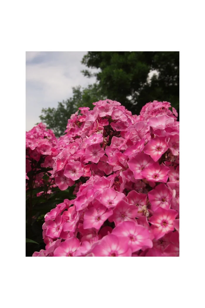 Floks 'wiechowaty Flame Pink Eye' Phlox panniculata