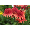 Jeżówka 'Carrot Cake' | Echinacea