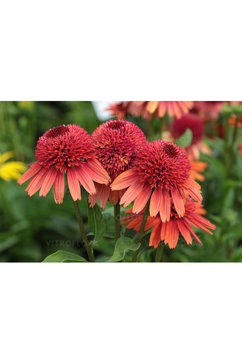 Jeżówka 'Carrot Cake' | Echinacea