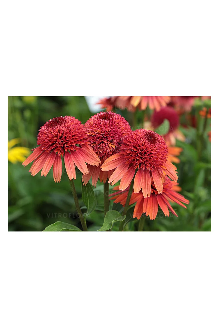 Jeżówka 'Carrot Cake' | Echinacea