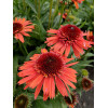 Jeżówka 'Carrot Cake' | Echinacea