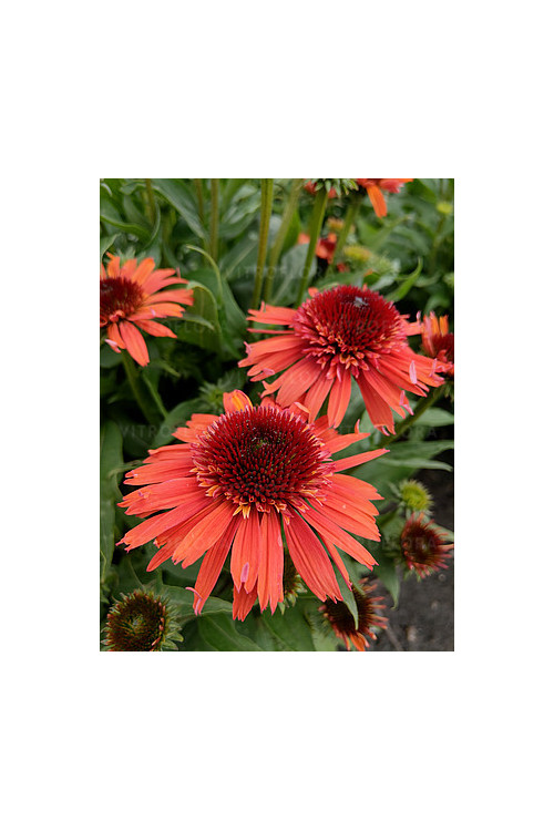 Jeżówka 'Carrot Cake' | Echinacea