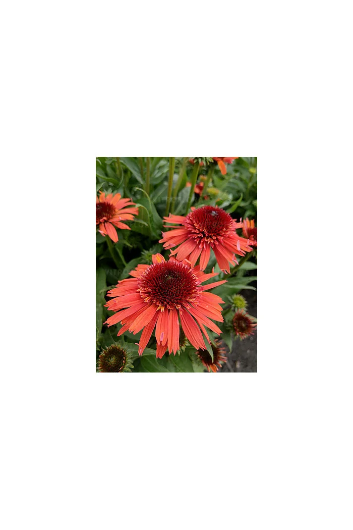 Jeżówka 'Carrot Cake' | Echinacea
