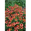 Jeżówka 'Carrot Cake' | Echinacea