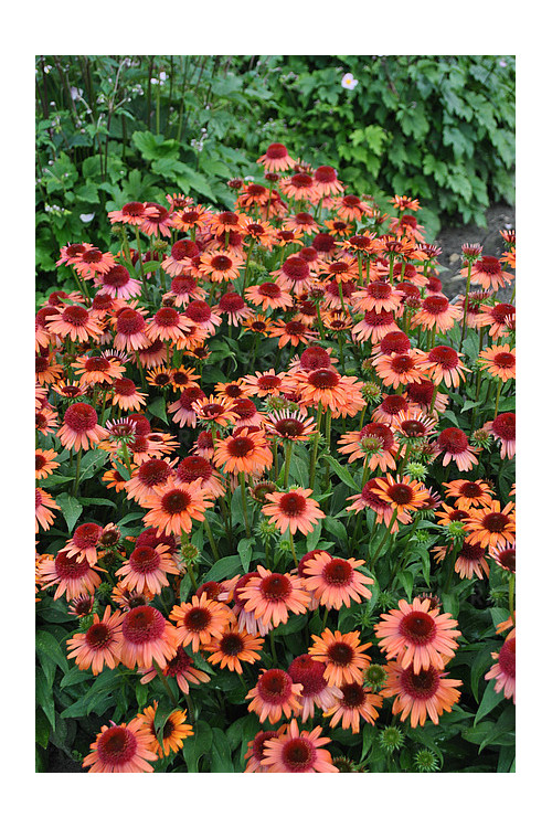 Jeżówka 'Carrot Cake' | Echinacea