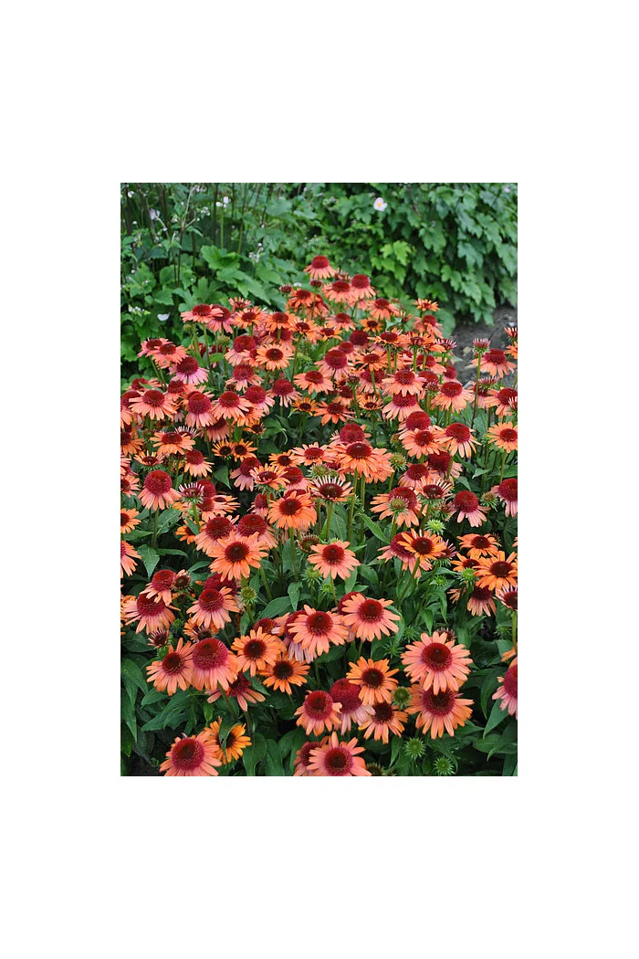 Jeżówka 'Carrot Cake' | Echinacea