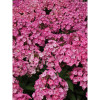 Floks 'wiechowaty Flame Pink Eye' Phlox panniculata