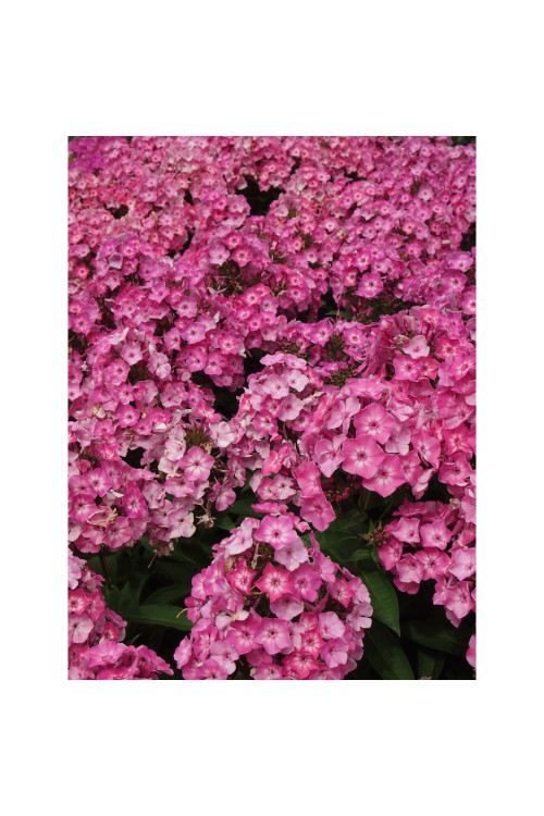 Floks 'wiechowaty Flame Pink Eye' Phlox panniculata