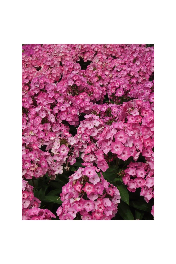 Floks 'wiechowaty Flame Pink Eye' Phlox panniculata