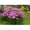 Floks 'wiechowaty Flame Pink Eye' Phlox panniculata