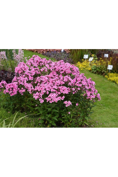 Floks 'wiechowaty Flame Pink Eye' Phlox panniculata
