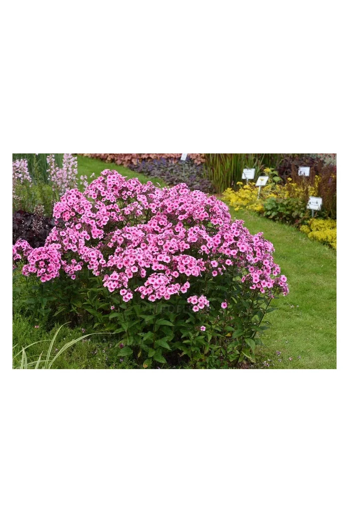 Floks 'wiechowaty Flame Pink Eye' Phlox panniculata