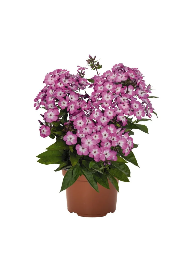 Floks 'wiechowaty Flame Pink Eye' Phlox panniculata