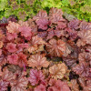 Żurawka 'Peachberry Ice' | Heuchera