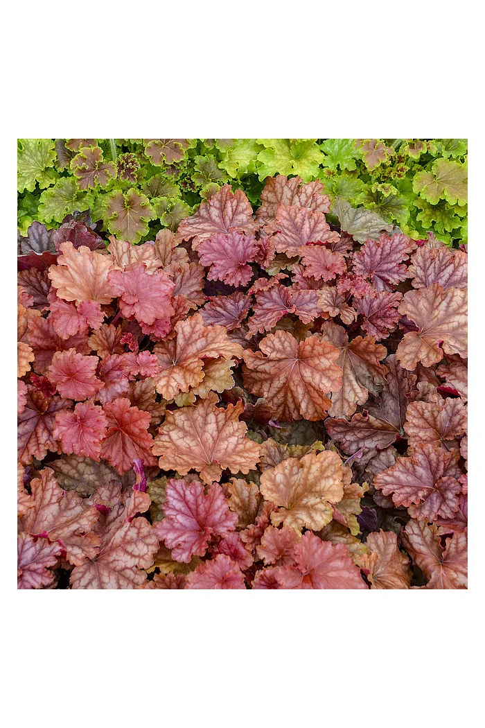 Żurawka 'Peachberry Ice' | Heuchera
