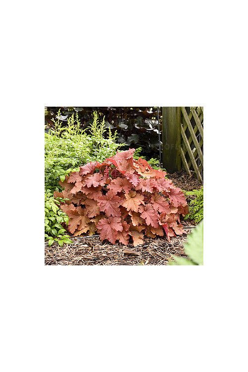 Żurawka 'Peachberry Ice' | Heuchera