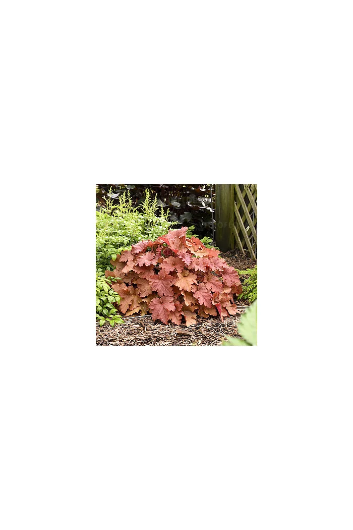 Żurawka 'Peachberry Ice' | Heuchera