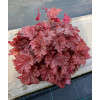 Żurawka 'Peachberry Ice' | Heuchera