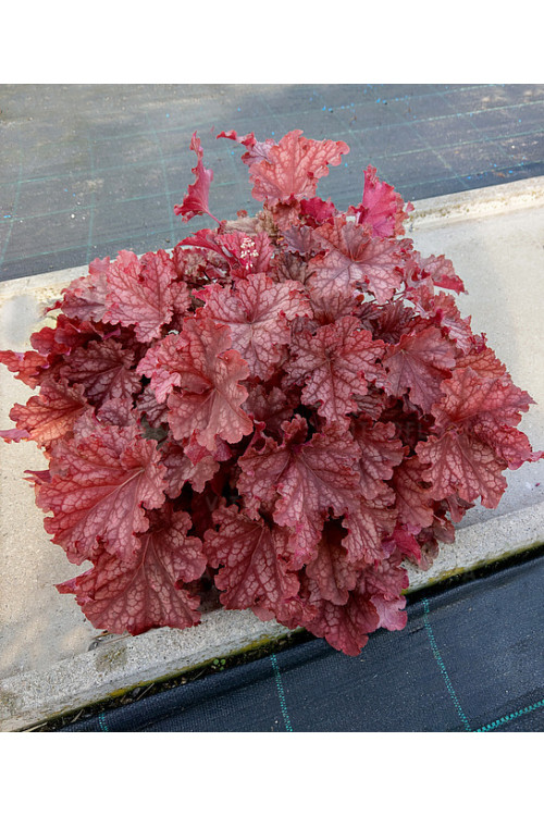 Żurawka 'Peachberry Ice' | Heuchera