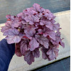 Żurawka 'Pink Panther' | Heuchera