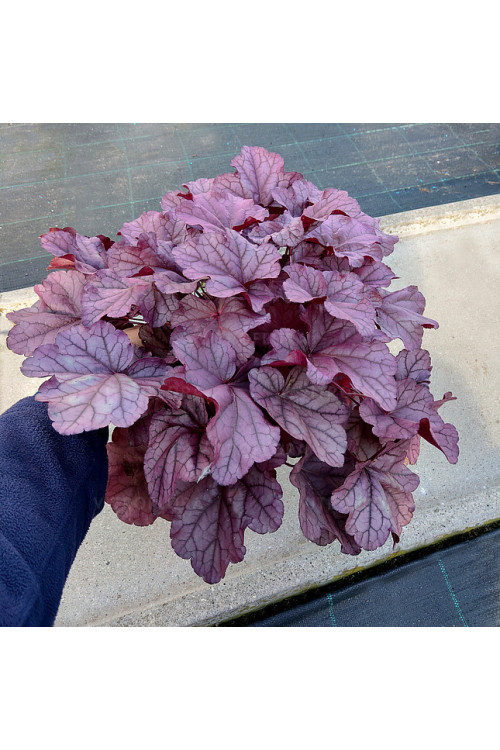 Żurawka 'Pink Panther' | Heuchera