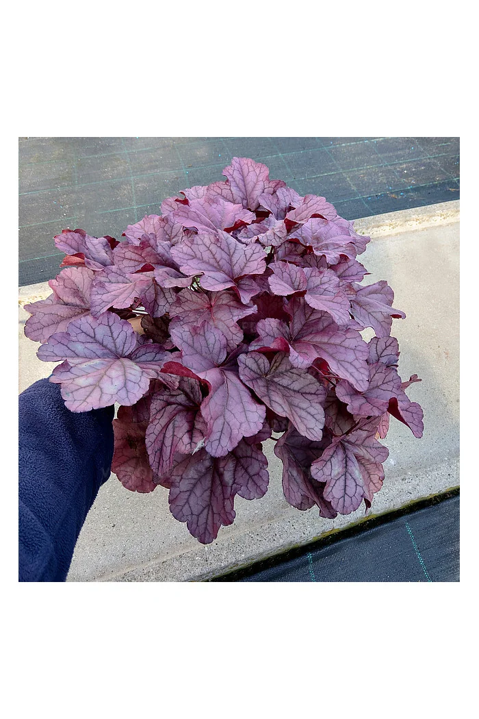 Żurawka 'Pink Panther' | Heuchera