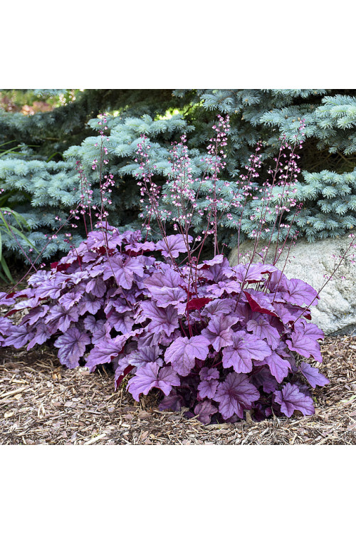 Żurawka 'Pink Panther' | Heuchera