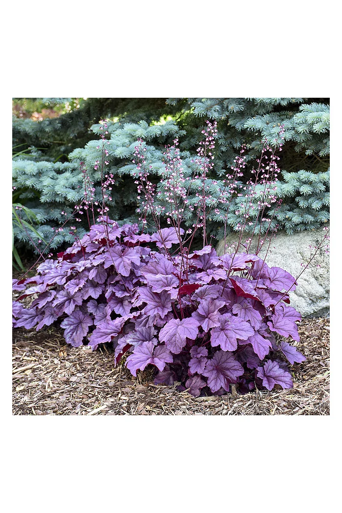 Żurawka 'Pink Panther' | Heuchera