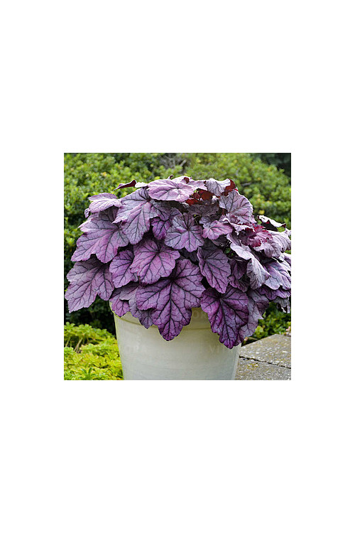 Żurawka 'Pink Panther' | Heuchera