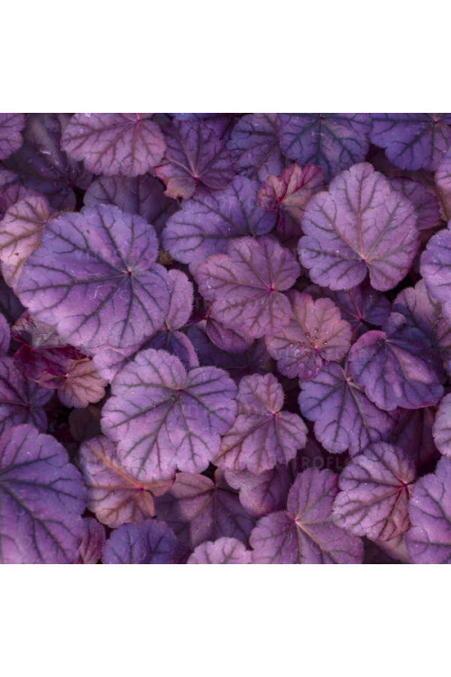 Żurawka 'Pink Panther' | Heuchera