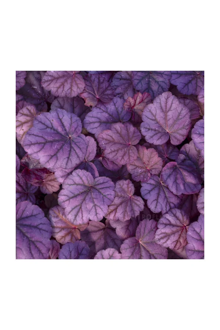 Żurawka 'Pink Panther' | Heuchera