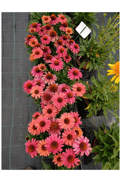 Jeżówka 'Meditation Cerise' | Echinacea