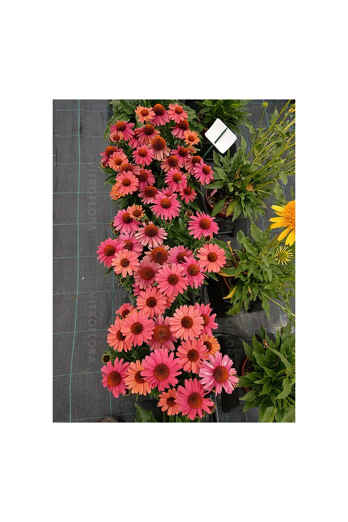 Jeżówka 'Meditation Cerise' | Echinacea