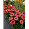 Jeżówka 'Meditation Cerise' | Echinacea