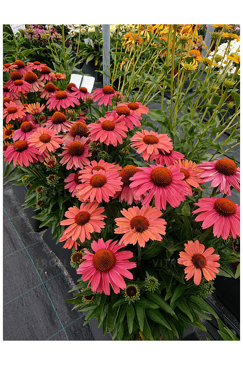 Jeżówka 'Meditation Cerise' | Echinacea