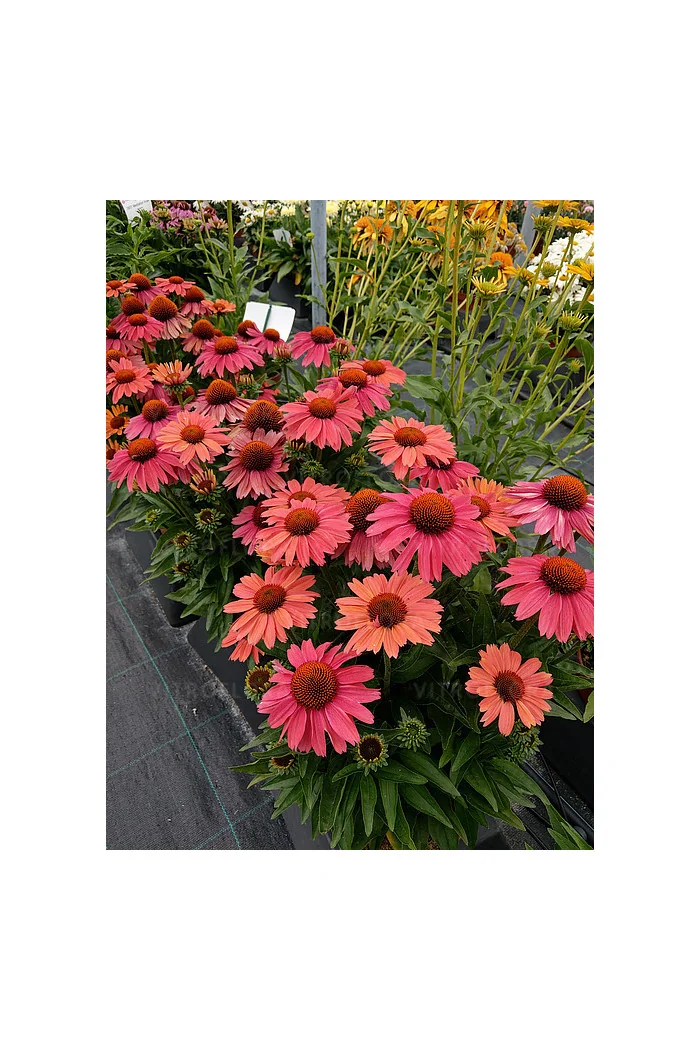 Jeżówka 'Meditation Cerise' | Echinacea