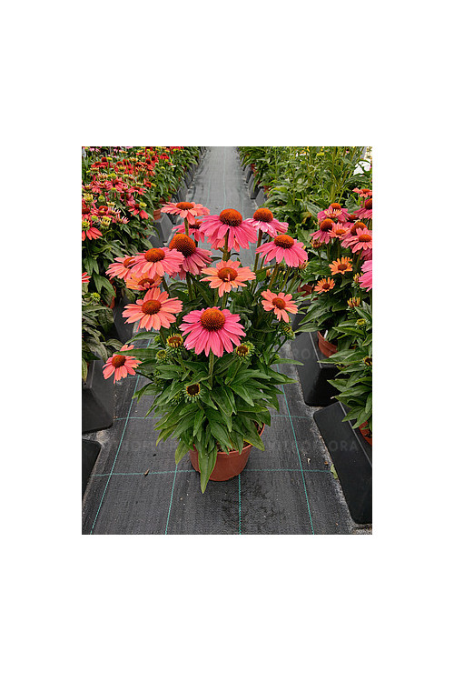 Jeżówka 'Meditation Cerise' | Echinacea