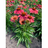 Jeżówka 'Meditation Cerise' | Echinacea