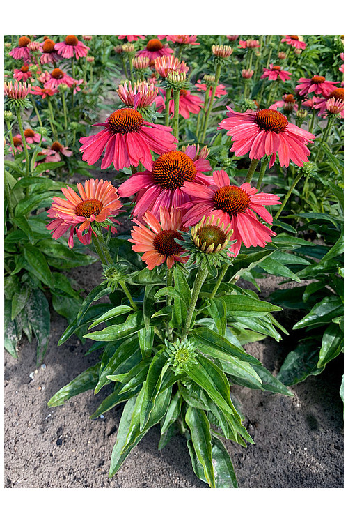 Jeżówka 'Meditation Cerise' | Echinacea