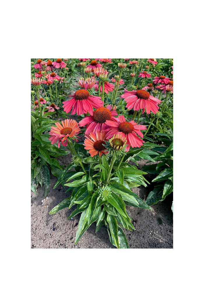 Jeżówka 'Meditation Cerise' | Echinacea