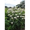 Pysznogłówka 'Bee Bright'| Monarda