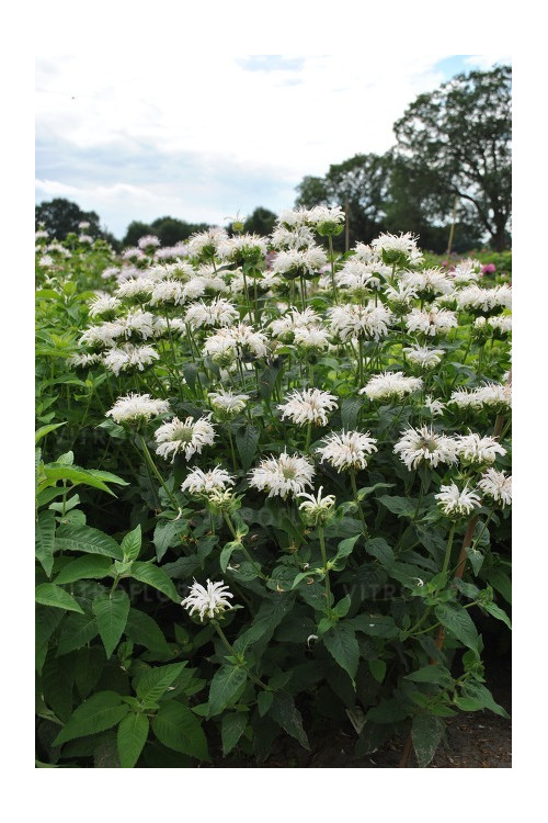 Pysznogłówka 'Bee Bright'| Monarda