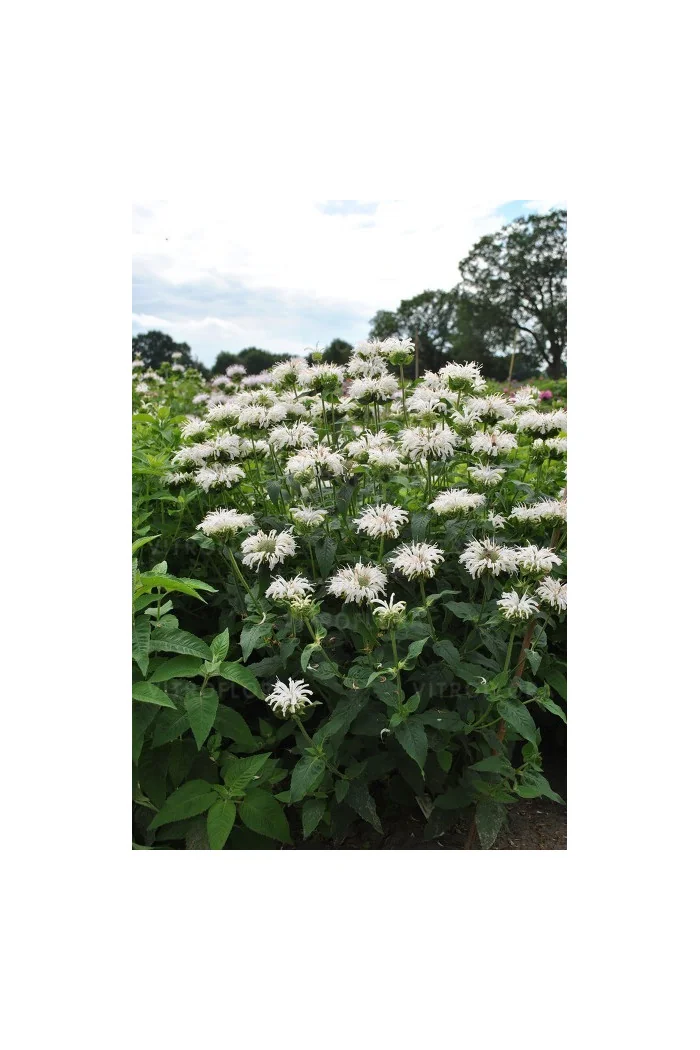 Pysznogłówka 'Bee Bright'| Monarda