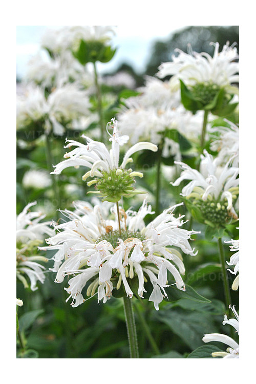 Pysznogłówka 'Bee Bright'| Monarda